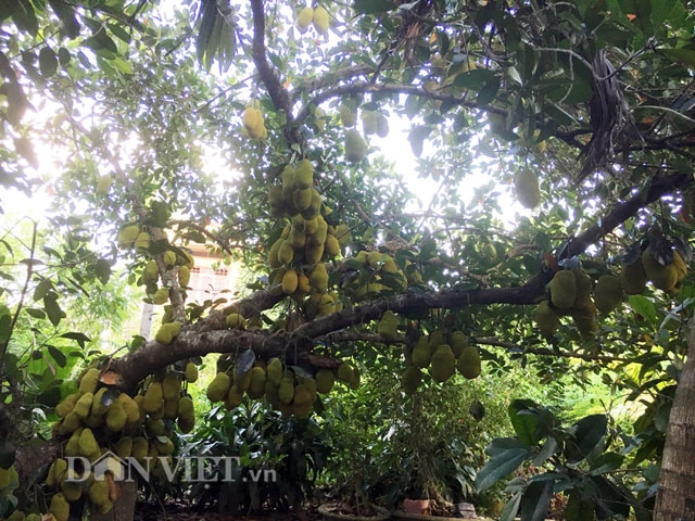 Kinh ngạc cây mít 500 trái mọc trĩu trịt từ gốc đến ngọn - 6