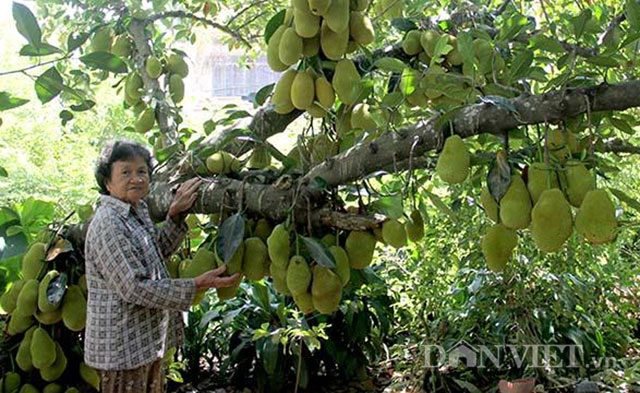 Kinh ngạc cây mít 500 trái mọc trĩu trịt từ gốc đến ngọn - 7