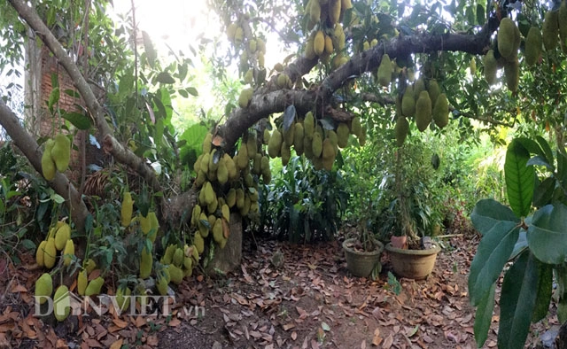 Kinh ngạc cây mít 500 trái mọc trĩu trịt từ gốc đến ngọn - 8