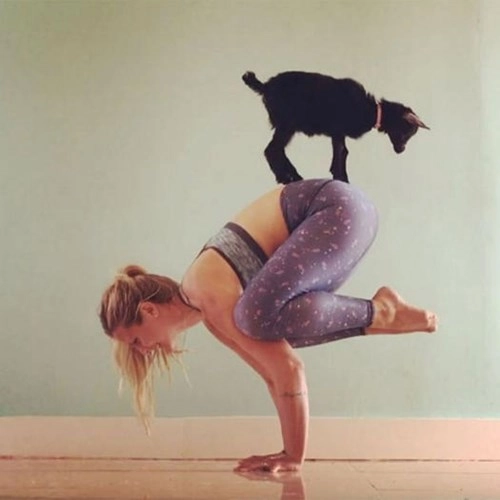 Thiếu cảm hứng yoga hãy thử yoga với động vật - 6