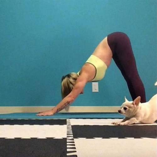 Thiếu cảm hứng yoga hãy thử yoga với động vật - 7