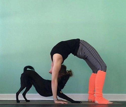 Thiếu cảm hứng yoga hãy thử yoga với động vật - 12