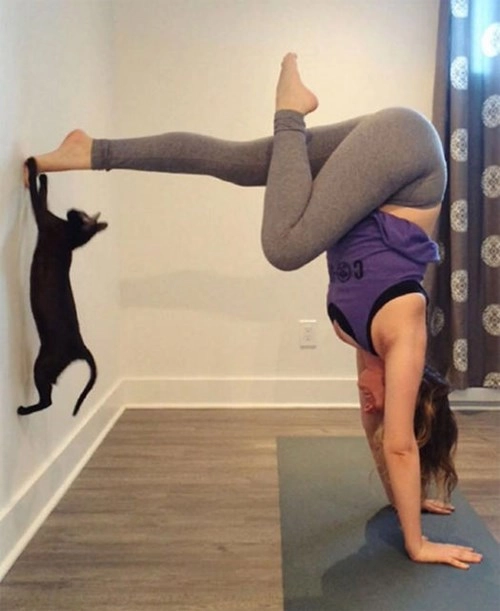 Thiếu cảm hứng yoga hãy thử yoga với động vật - 13