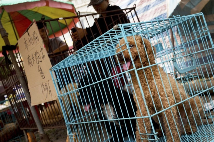 Xót thương 10000 chú chó chờ chết tại lễ hội thịt chó trung quốc - 1