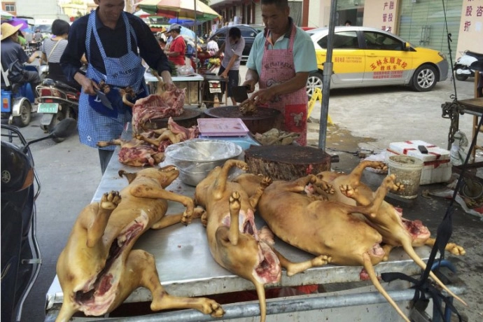 Xót thương 10000 chú chó chờ chết tại lễ hội thịt chó trung quốc - 2