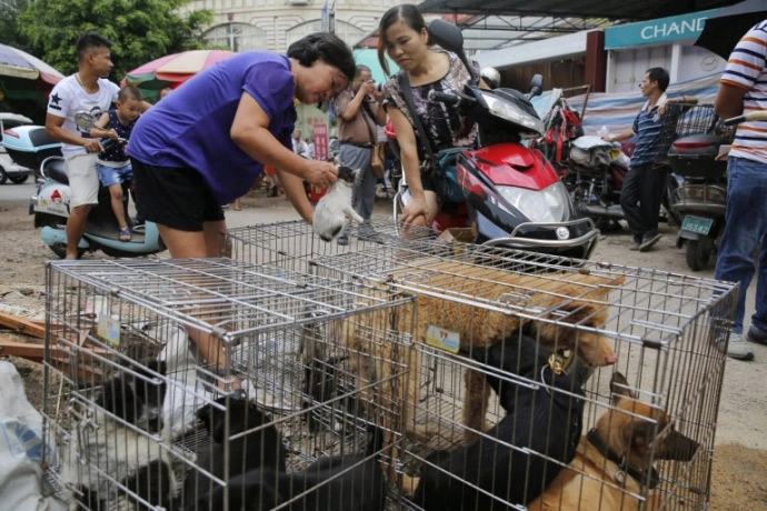 Xót thương 10000 chú chó chờ chết tại lễ hội thịt chó trung quốc - 4