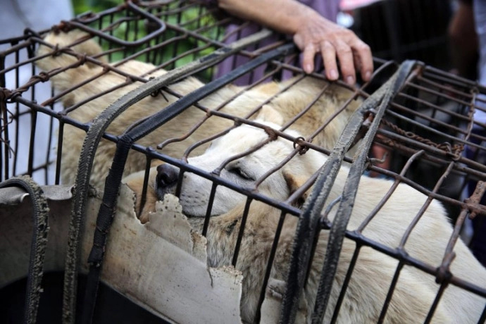 Xót thương 10000 chú chó chờ chết tại lễ hội thịt chó trung quốc - 5