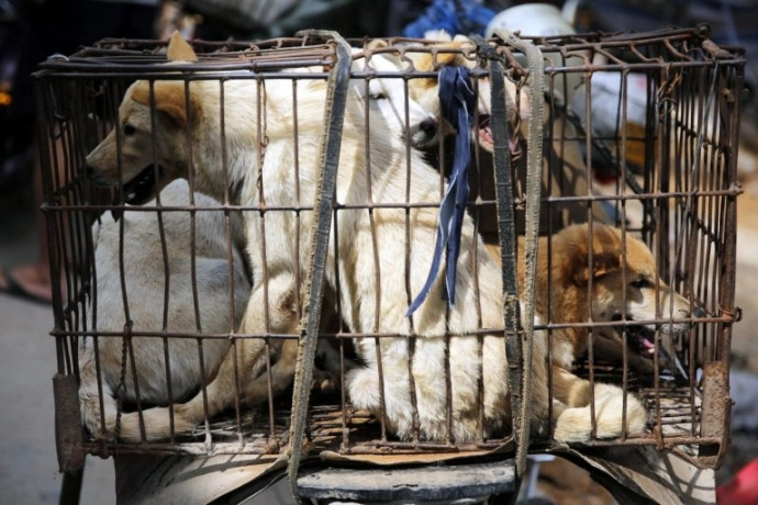 Xót thương 10000 chú chó chờ chết tại lễ hội thịt chó trung quốc - 7