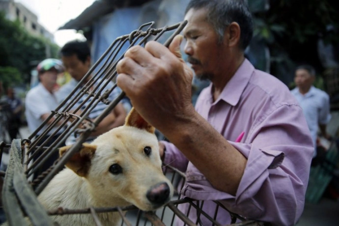 Xót thương 10000 chú chó chờ chết tại lễ hội thịt chó trung quốc - 9