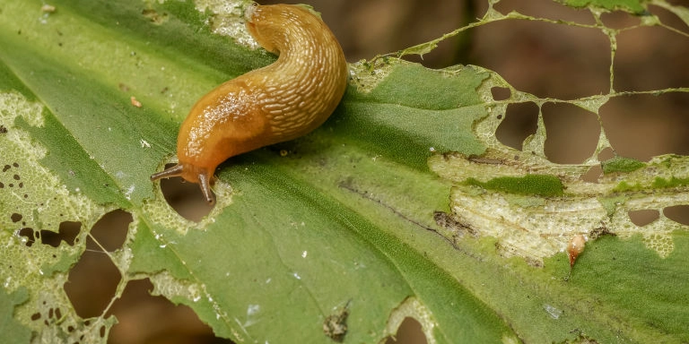 11 tuyệt chiêu biến gà mờ thành cao thủ trồng rau trong phố - 1