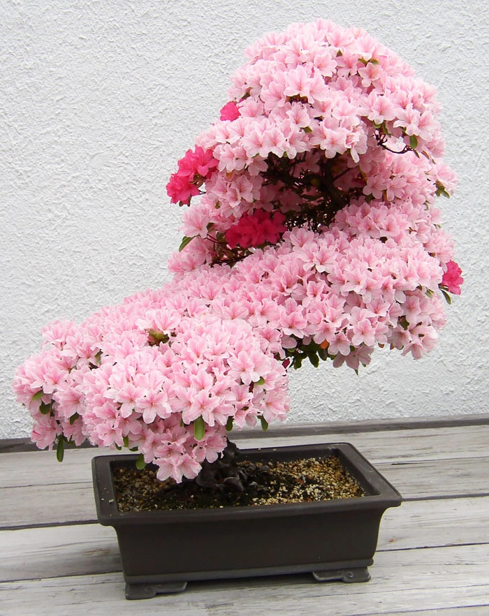 15 cây bonsai siêu độc có tiền mua cũng chẳng được - 1