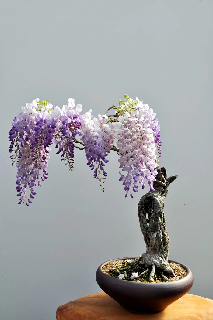 15 cây bonsai siêu độc có tiền mua cũng chẳng được - 3