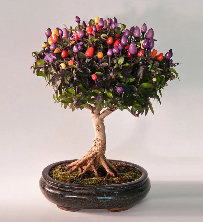 15 cây bonsai siêu độc có tiền mua cũng chẳng được - 13