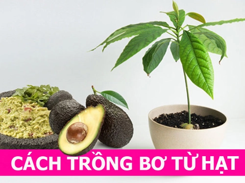 Cách trồng cây bơ từ hạt đơn giản mà không tốn kém - 1