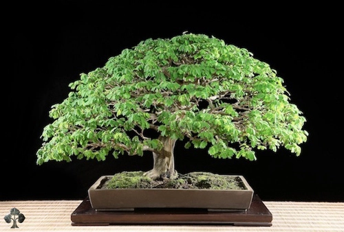 Chiêm ngưỡng mẫu bonsai đẹp nhất thế giới - 7