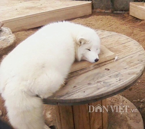 Chuyện lạ nuôi cáo tuyết bắc cực làm thú cưng ở việt nam - 2