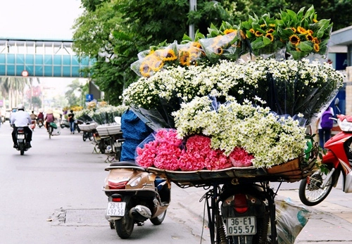 Cúc họa mi xao xuyến gọi gió đông về - 1