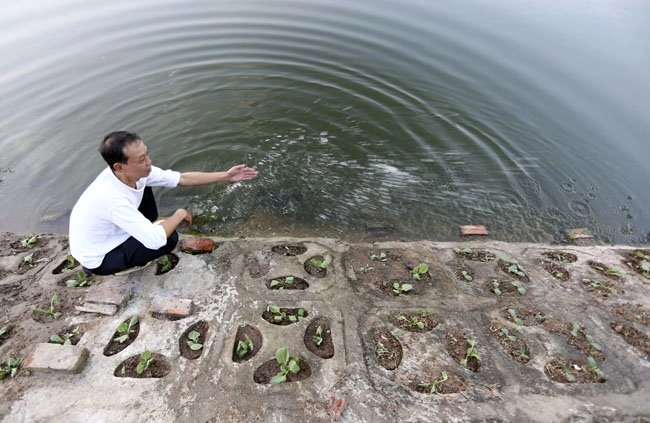 Dân thủ đô tự trồng rau sạch kiểu cao nguyên đá - 4