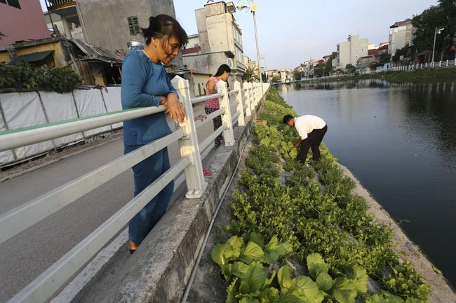 Dân thủ đô tự trồng rau sạch kiểu cao nguyên đá - 5