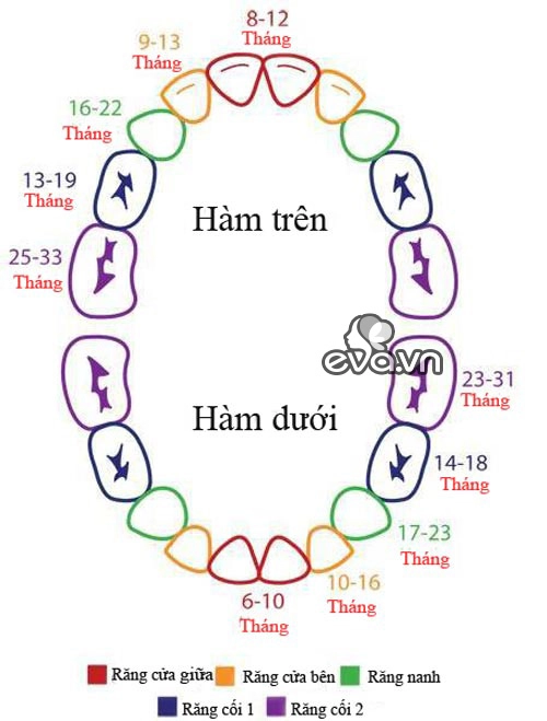 Đây là lịch mọc răng và thay răng sữa của trẻ cực dễ nhớ cho mẹ - 1