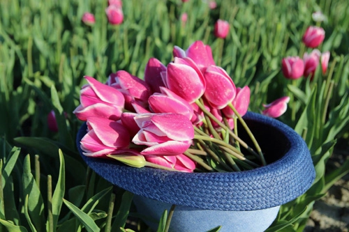 Hai thiên thần lai gốc việt bên cánh đồng hoa tulip đẹp như tranh - 7