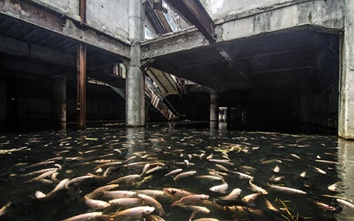 Hàng nghìn con cá chiếm trung tâm thương mại giữa lòng bangkok suốt 10 năm - 3
