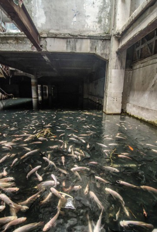 Hàng nghìn con cá chiếm trung tâm thương mại giữa lòng bangkok suốt 10 năm - 4