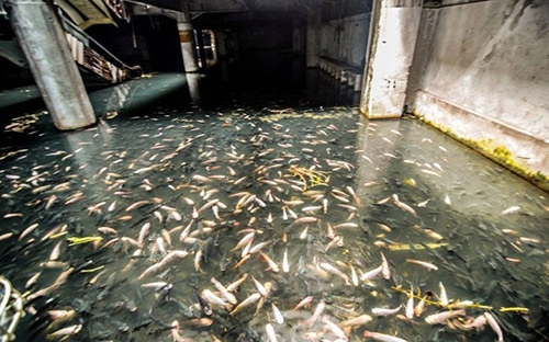 Hàng nghìn con cá chiếm trung tâm thương mại giữa lòng bangkok suốt 10 năm - 10