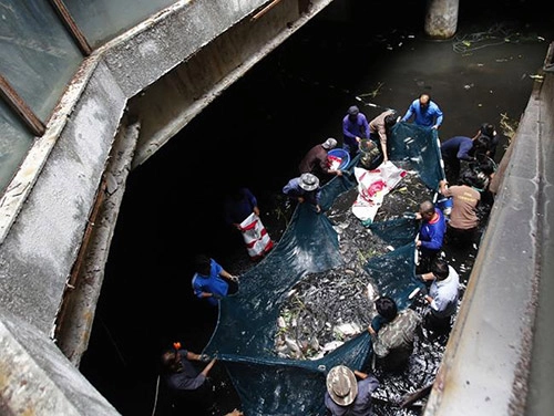 Hàng nghìn con cá chiếm trung tâm thương mại giữa lòng bangkok suốt 10 năm - 11