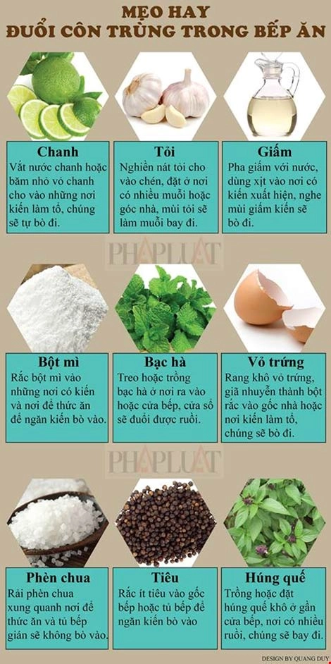 Infographic mẹo hay đuổi côn trùng trong bếp ăn - 1