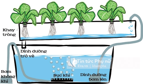 Lý do khiến thu phương mạnh tay đầu tư giàn rau khủng theo phương pháp thủy canh - 1