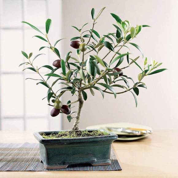 Mê mẩn biến tấu bonsai trồng từ rau củ quả - 4