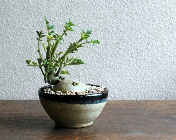 Mê mẩn biến tấu bonsai trồng từ rau củ quả - 5