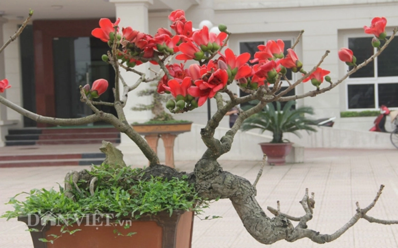 Ngắm cây gạo nhí nở hoa khiến dân chơi bonsai mê mẩn - 1