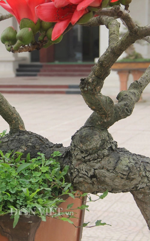 Ngắm cây gạo nhí nở hoa khiến dân chơi bonsai mê mẩn - 3