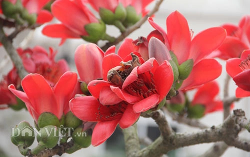 Ngắm cây gạo nhí nở hoa khiến dân chơi bonsai mê mẩn - 7