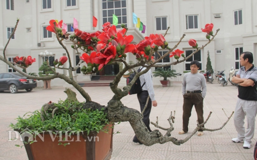 Ngắm cây gạo nhí nở hoa khiến dân chơi bonsai mê mẩn - 8