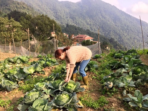 Ngắm vườn rau xanh của hai cô nàng nhật ký vàng anh - 10