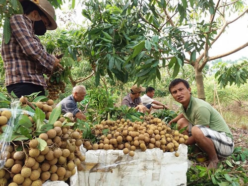 Người dân nhà khoa học nói gì trước thông tin dùng lưu huỳnh làm bóng nhãn lồng hưng yên - 1