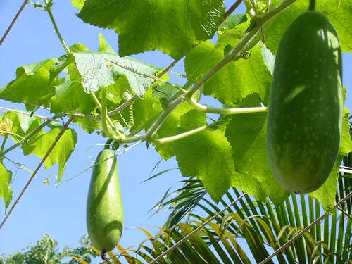 Những loại cây cho quả nhanh lớn ăn ngon mà còn giúp nhà mát rượi - 4