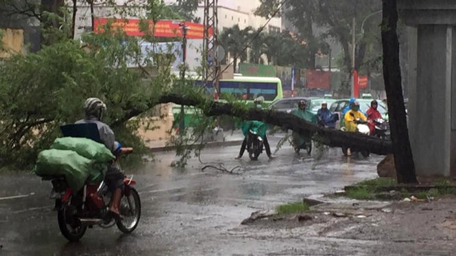 Sài gòn mưa dông cây bật gốc đè người đi đường - 2