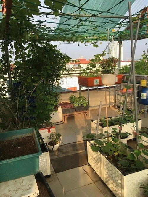Sân thượng 100m2 đủ trồng rau nuôi gà thả cá nhốt thỏ - 2