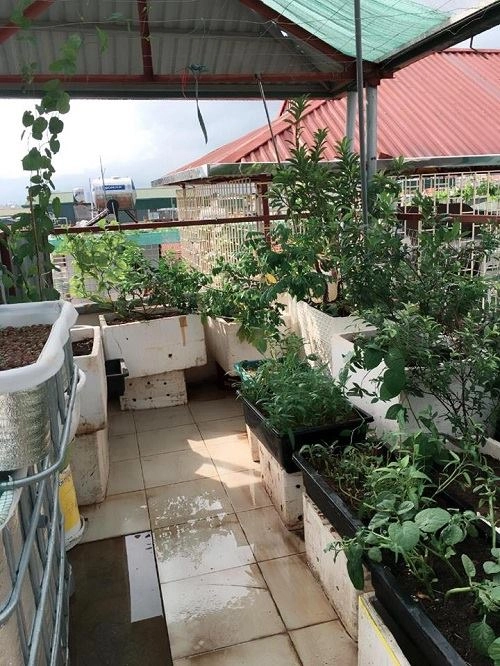 Sân thượng 100m2 đủ trồng rau nuôi gà thả cá nhốt thỏ - 7