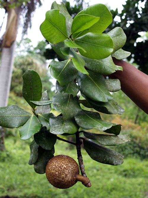 Táo mỹ lõi vàng thoạt nhìn ngỡ hồng xiêm cỡ khủng - 11