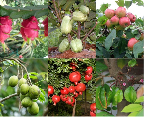 Top 9 loại cây ăn quả dễ trồng ở sân vườn nhà phố - 1