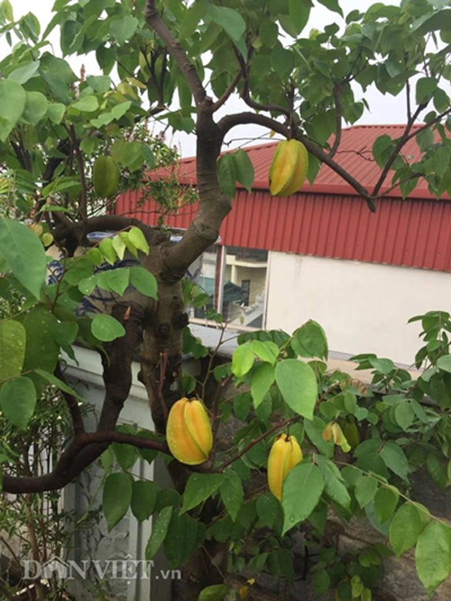 Top 9 loại cây ăn quả dễ trồng ở sân vườn nhà phố - 3