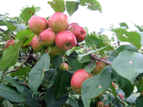 Top 9 loại cây ăn quả dễ trồng ở sân vườn nhà phố - 7