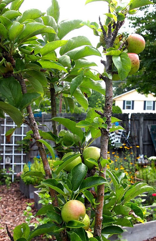 Top 9 loại cây ăn quả dễ trồng ở sân vườn nhà phố - 8