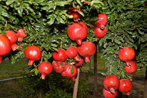 Top 9 loại cây ăn quả dễ trồng ở sân vườn nhà phố - 9