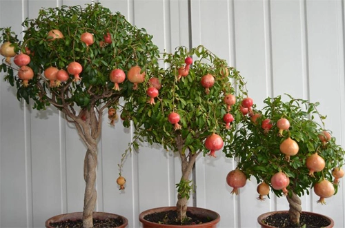 Top 9 loại cây ăn quả dễ trồng ở sân vườn nhà phố - 10